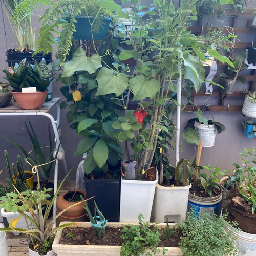 babysitting plants
