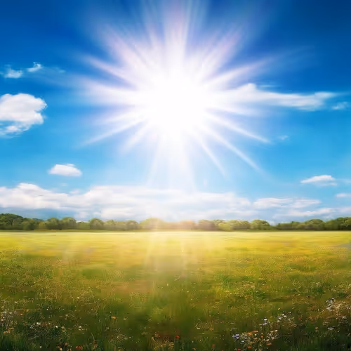 Sunlit Field +++