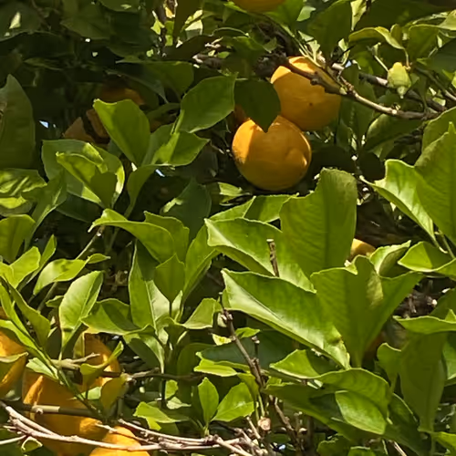 Nature