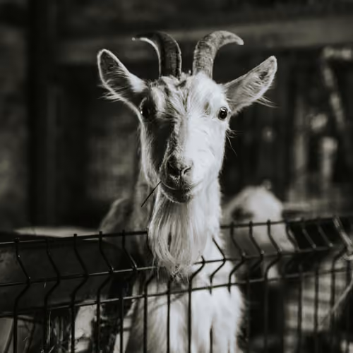 GOAT