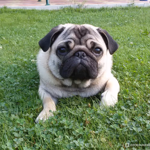 Openpen Pugs 1