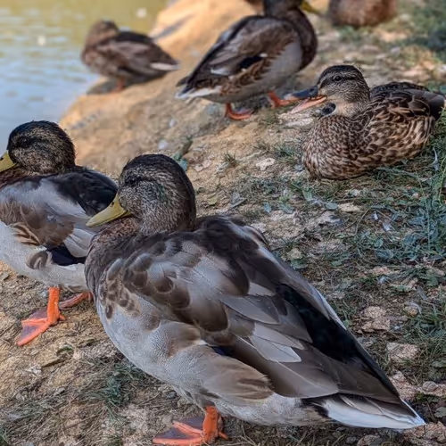 ducks say quack