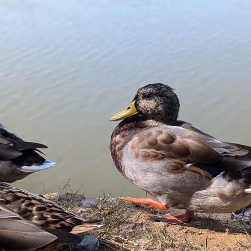 $enjoy ducks