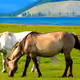 Joyjo (Mongol nature)