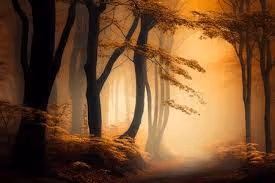 Forest 2