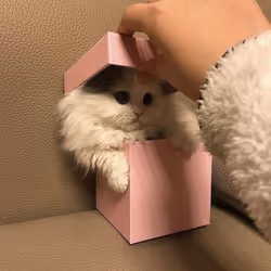 BoxyCat 1