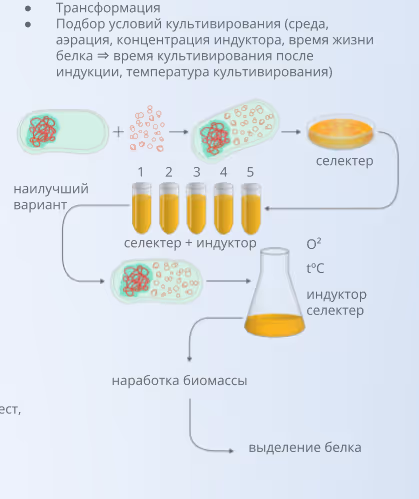 How to get recombinant proteins in E. coli 10