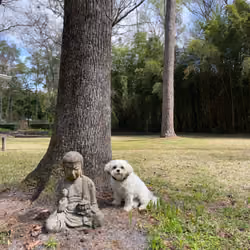 Siddartha & Koko
