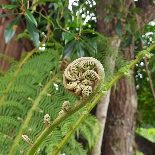 Fern 1