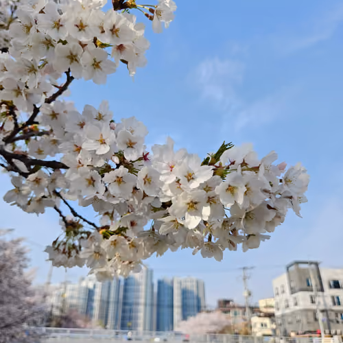 Cherryblossom