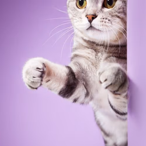 kat