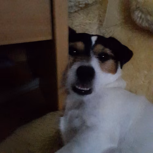 Rage dog 1
