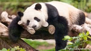 lazy panda