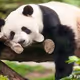 lazy panda