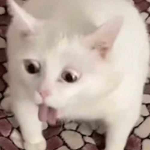 I is Catz