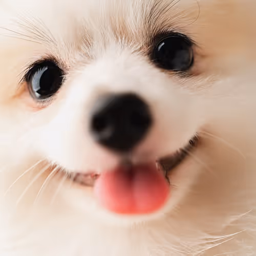 white fluffy dog