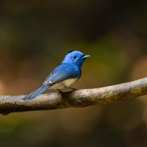 Blue bird sitting on a branch