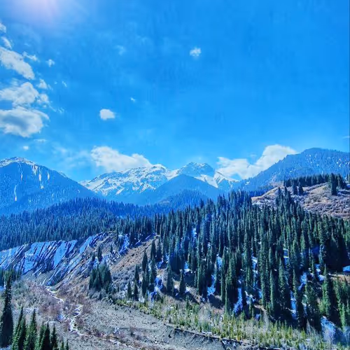 Spruce trees