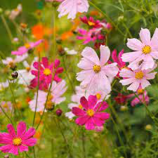 Cosmos flower