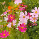 Cosmos flower