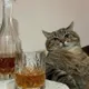 whiskey cat #46