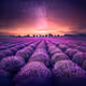 Lavender fields