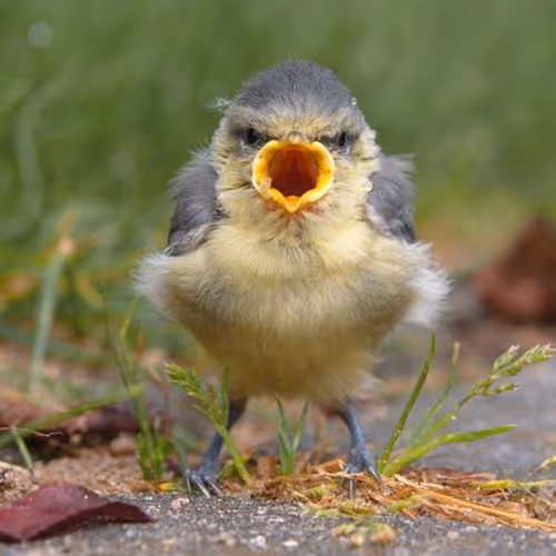 Bird