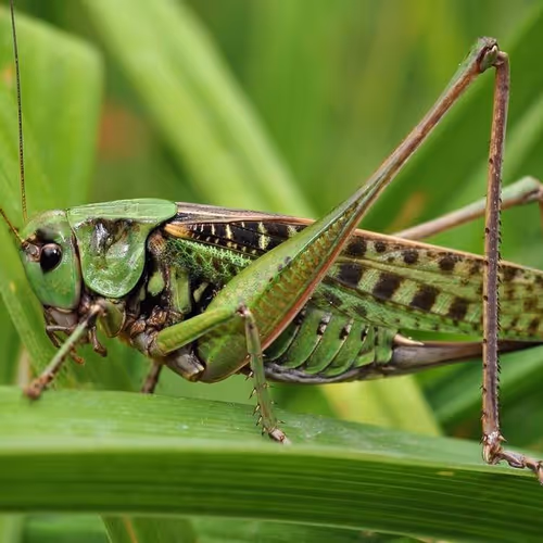 cryptokuznets 14/100