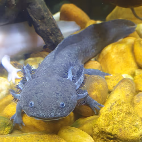 Axo-A-Lotl #2