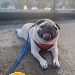 Hot boi 