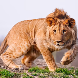 Lion