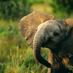 elephant