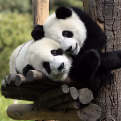 panda