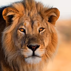 world-lion-day-9-things-you-never-knew-about-these-iconic-big-cats