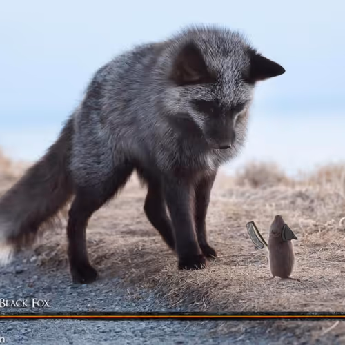 BlackFox 1