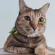 OptiCat