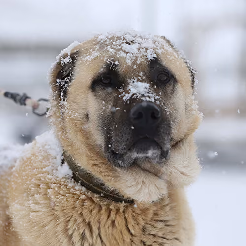 Kangal 1