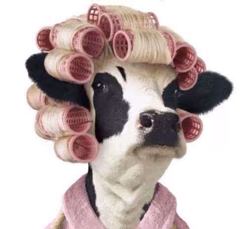 cow00 2
