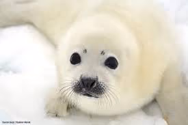 Item #1 Media
