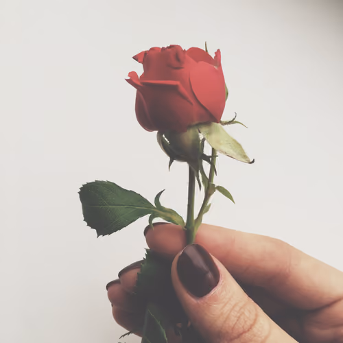 rose