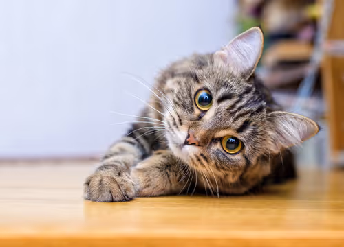 Zora Cat