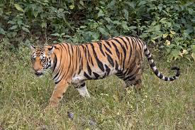 tiger