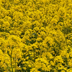 Rapeseed