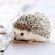 animals world