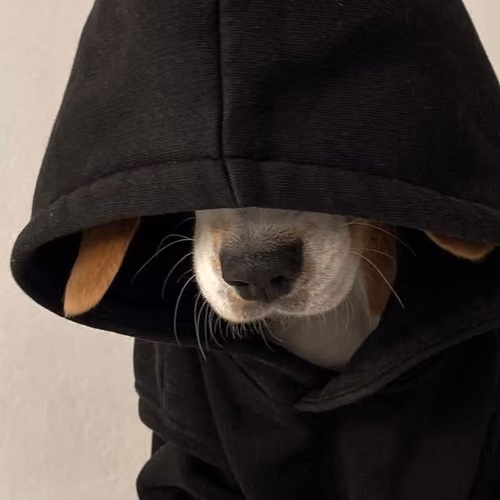 beagle