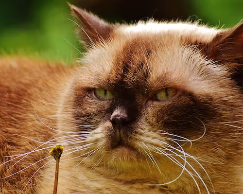 0x36cc4cea92727bee5ba2ab2e1b659b25eaac0476