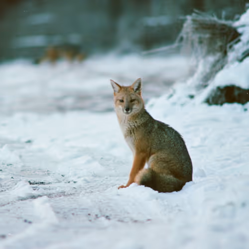 Fox