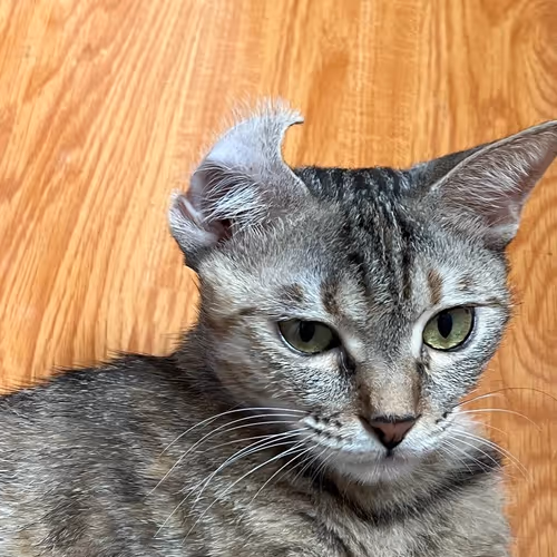My Cat 1
