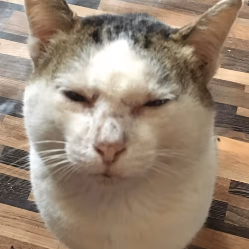 Meow