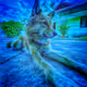 Doge